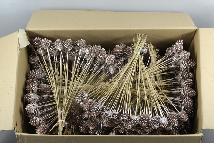 <h4>Stick Pine Cone Champagne</h4>
