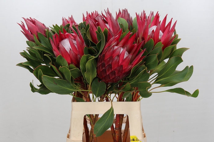 <h4>Protea Cynaroides Madiba</h4>