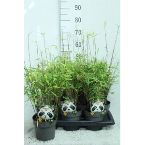 Fargesia Rufa