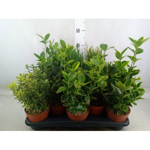 Conifers and Shrubs   ...mix