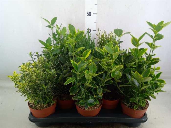 <h4>Conifers and Shrubs   ...mix</h4>