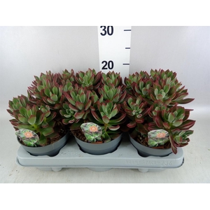 Echeveria pulvinata 'Devotion'