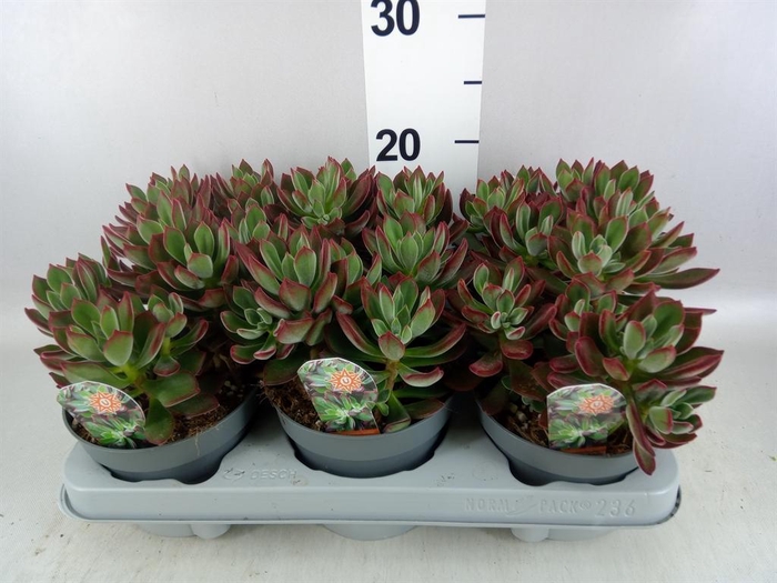 <h4>Echeveria pulvinata 'Devotion'</h4>