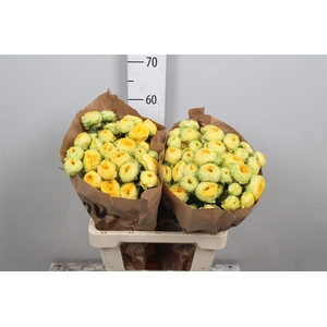 R Tr Golden Trendsetter