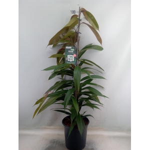 Ficus binn. 'Amstel King'