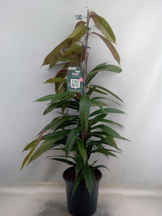 <h4>Ficus binn. 'Amstel King'</h4>
