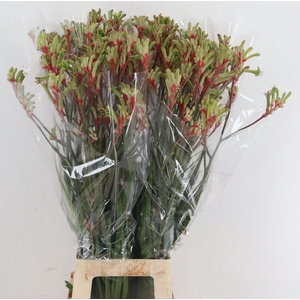 Anigozanthos Judith