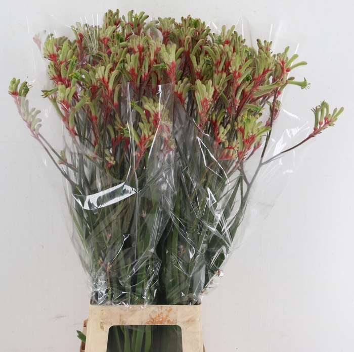<h4>Anigozanthos Judith</h4>