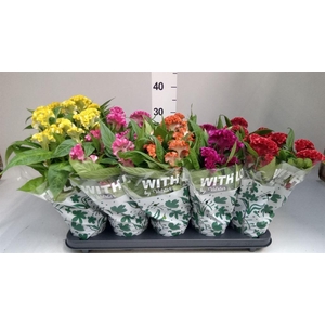 Celosia arg. CR 'Twisted'   ...mix