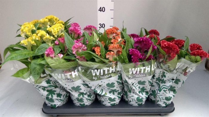 <h4>Celosia arg. CR 'Twisted'   ...mix</h4>