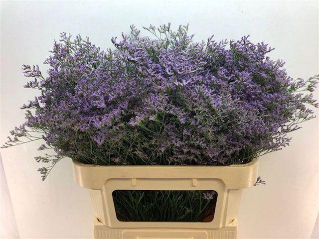 <h4>Lim Maine Blue</h4>