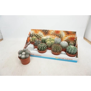 Cactus mix 10,5Ø 14cm