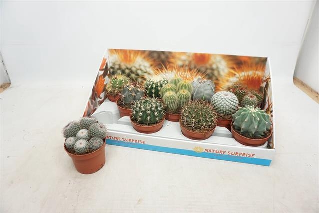 Cactus mix 10,5Ø 14cm