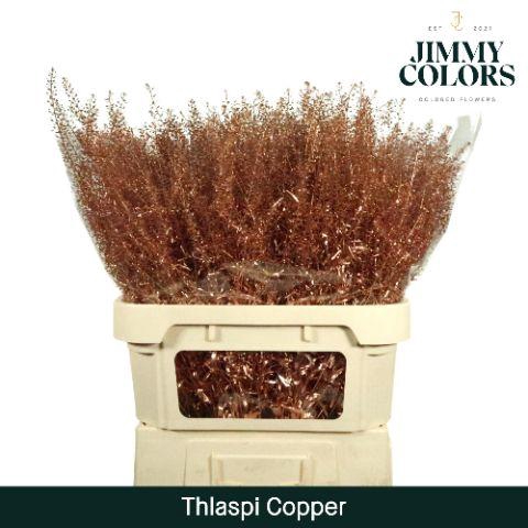 <h4>Thlaspi Gekleurd Mtlc. Koper</h4>