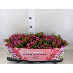 Gaultheria mucronata