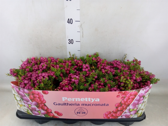 <h4>Gaultheria mucronata</h4>