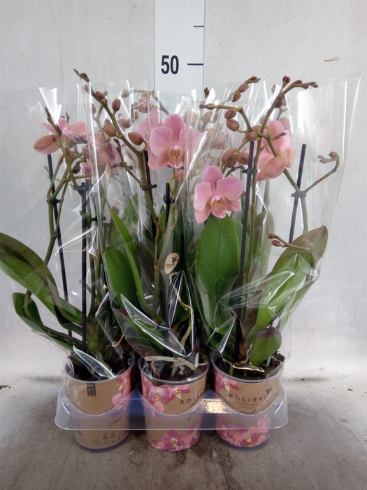 <h4>Phalaenopsis multi. 'Ant Treviso'</h4>