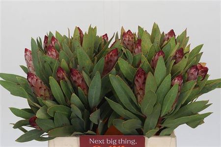 <h4>Protea Robijn</h4>
