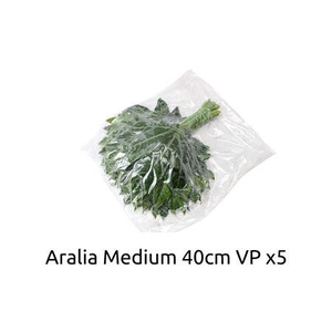 ARALIA MEDIUM V P X5