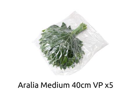 <h4>ARALIA MEDIUM V P X5</h4>