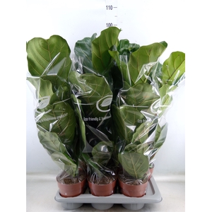 Ficus lyrata