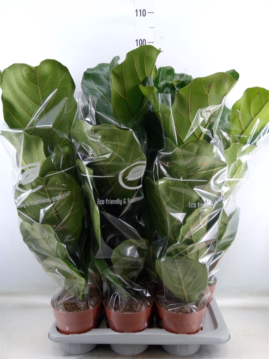 <h4>Ficus lyrata</h4>