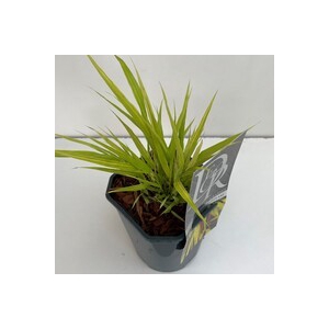 Hakonechloa macra 'Sunflare'