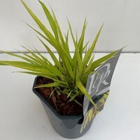 <h4>Hakonechloa macra 'Sunflare'</h4>