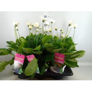 Gerbera  'Garvinea Sweet Frosting'