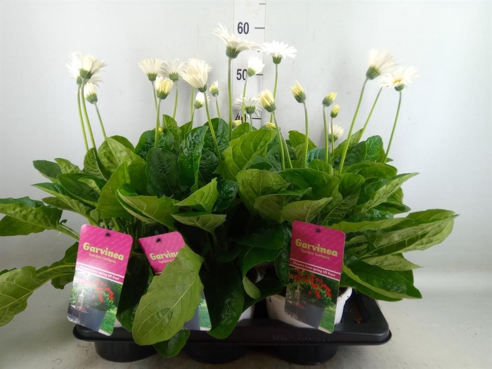 <h4>Gerbera  'Garvinea Sweet Frosting'</h4>