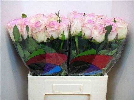 <h4>R Gr Mandala</h4>