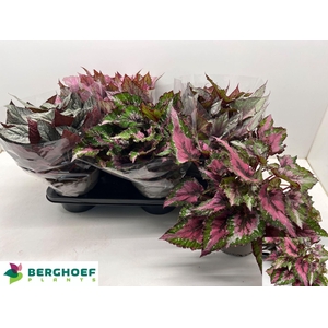 Begonia BD rex 'Beleaf'  ...mix