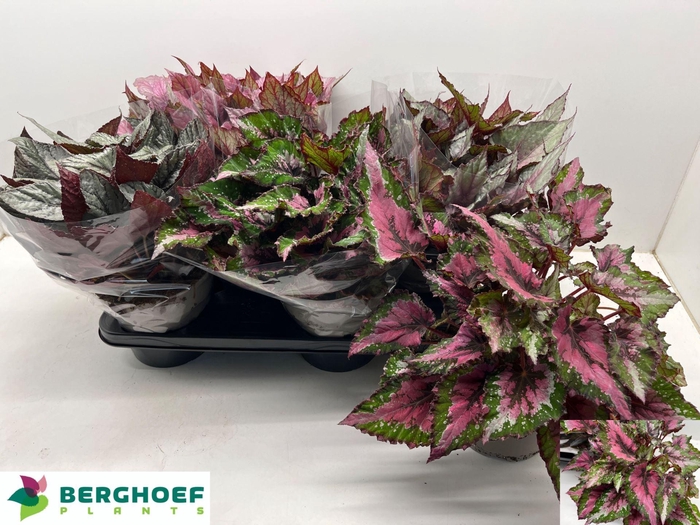 <h4>Begonia BD rex 'Beleaf'  ...mix</h4>