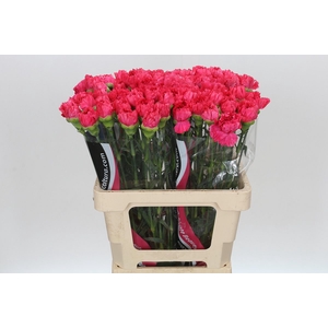 Dianthus St Bizet