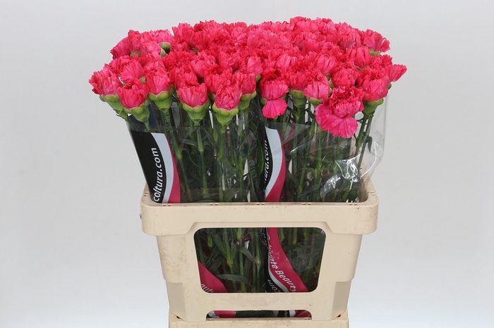 <h4>Dianthus St Bizet</h4>