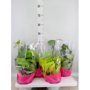 Epipremnum pinn.   HG  ...mix