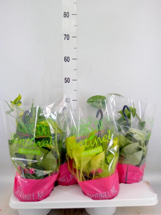 <h4>Epipremnum pinn.   HG  ...mix</h4>