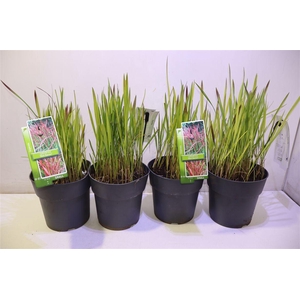 arr8 Impe Cy Red Baron