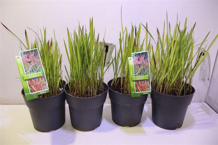 <h4>arr8 Impe Cy Red Baron</h4>