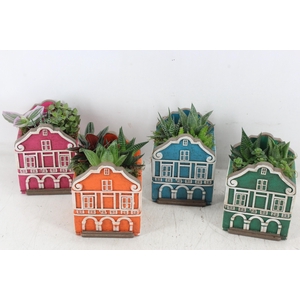 arr3 SN - Casa caribbean groot x6