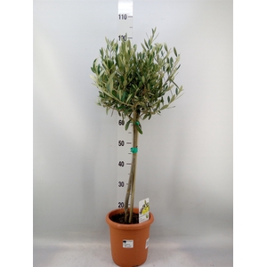 Olea europaea