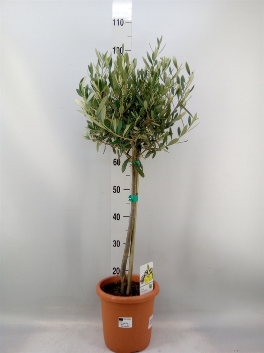 <h4>Olea europaea</h4>