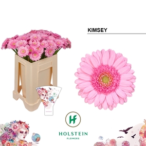 GERMINI KIMSEY GE MI KIMSEY EMMER H