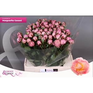 PAEO L MARGUE GERARD