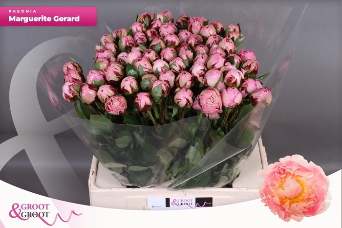 <h4>PAEO L MARGUE GERARD</h4>