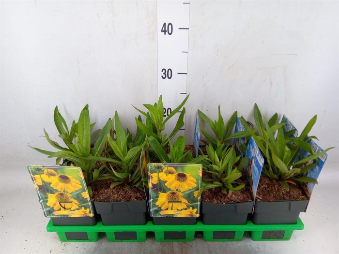 <h4>Helenium   ...</h4>