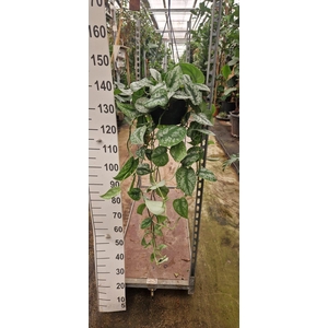 Scindapsus pictus 'Trebie'