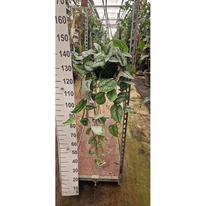 <h4>Scindapsus pictus 'Trebie'</h4>