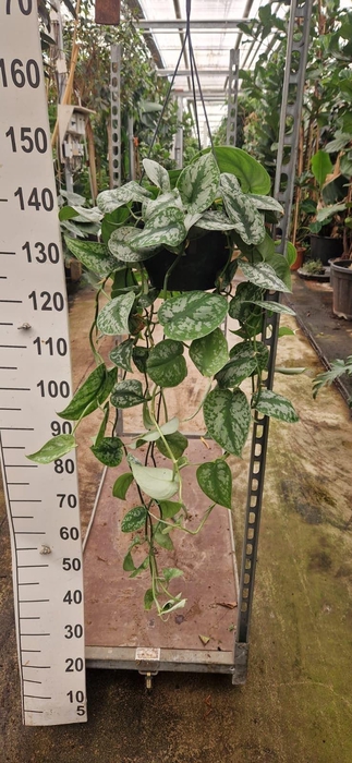 Scindapsus pictus 'Trebie'