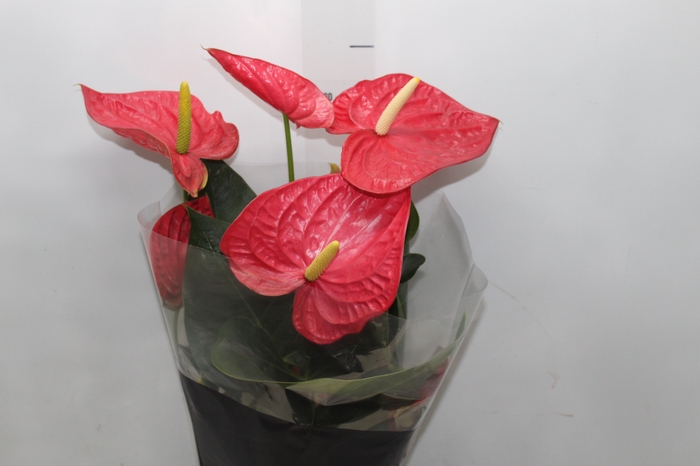 <h4>ANTHURIUM OREGON P17 VERMELHO PREMIUM</h4>